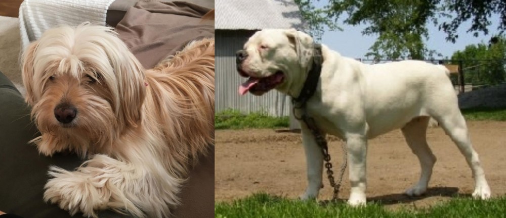 Hermes Bulldogge vs Cyprus Poodle - Breed Comparison