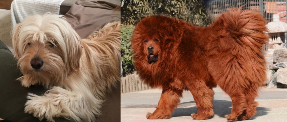Himalayan Mastiff vs Cyprus Poodle - Breed Comparison