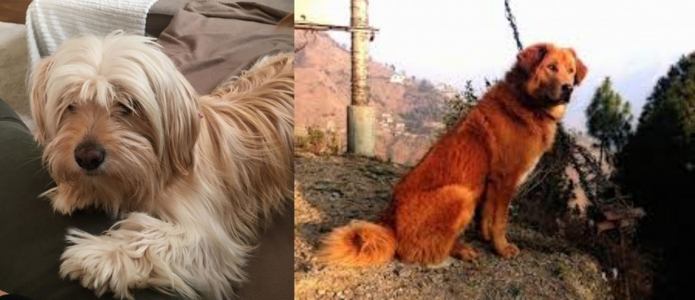 Himalayan Sheepdog vs Cyprus Poodle - Breed Comparison
