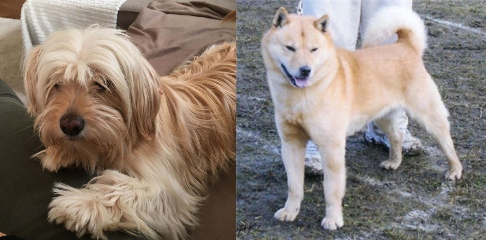 Hokkaido vs Cyprus Poodle - Breed Comparison