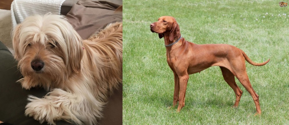 Hungarian Vizsla vs Cyprus Poodle - Breed Comparison
