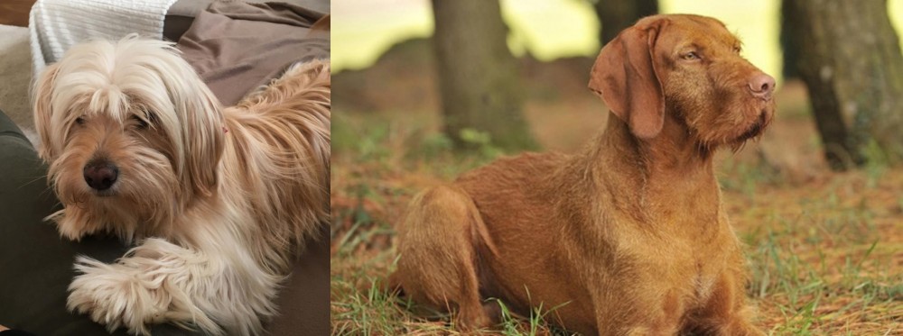 Hungarian Wirehaired Vizsla vs Cyprus Poodle - Breed Comparison