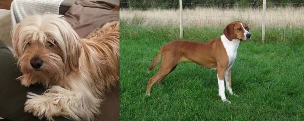 Hygenhund vs Cyprus Poodle - Breed Comparison