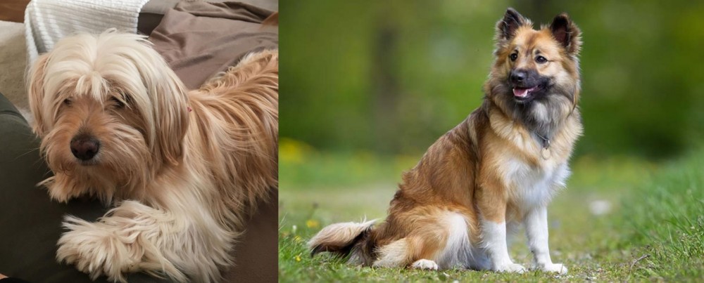 Icelandic Sheepdog vs Cyprus Poodle - Breed Comparison