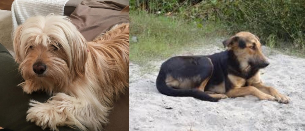 Indian Pariah Dog vs Cyprus Poodle - Breed Comparison