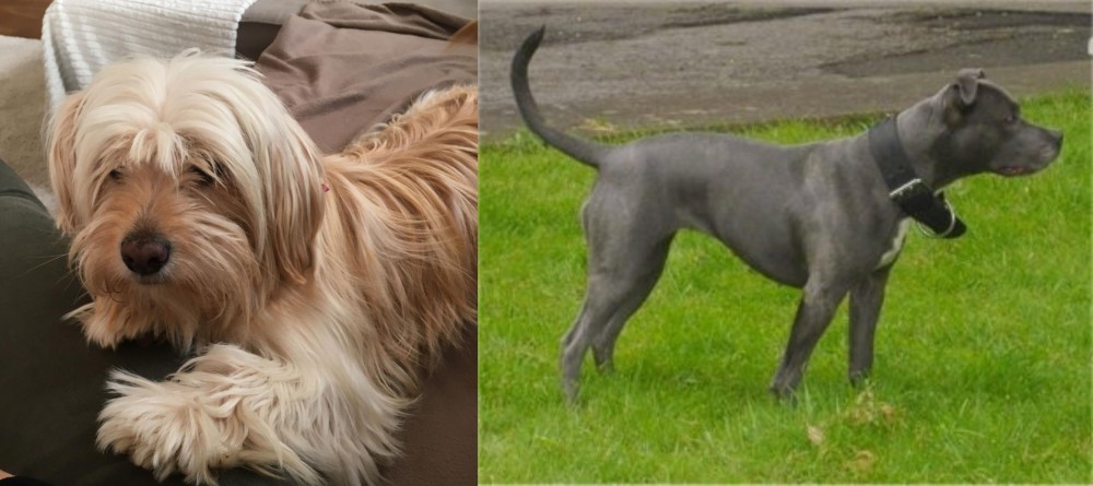 Irish Bull Terrier vs Cyprus Poodle - Breed Comparison