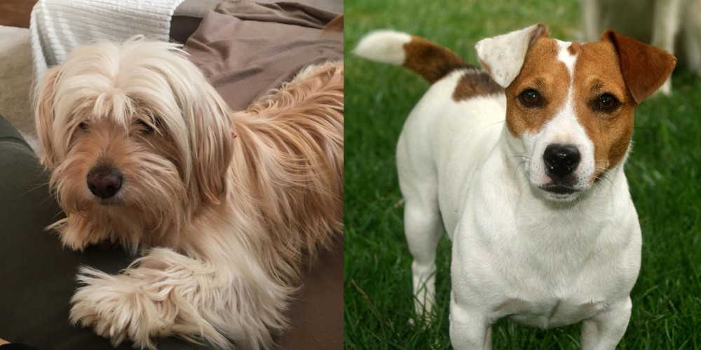 Irish Jack Russell vs Cyprus Poodle - Breed Comparison