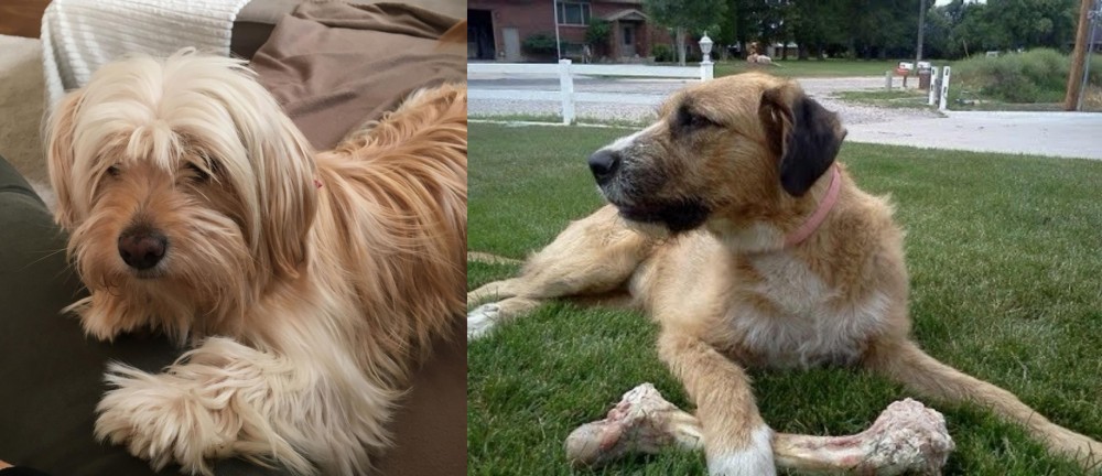 Irish Mastiff Hound vs Cyprus Poodle - Breed Comparison