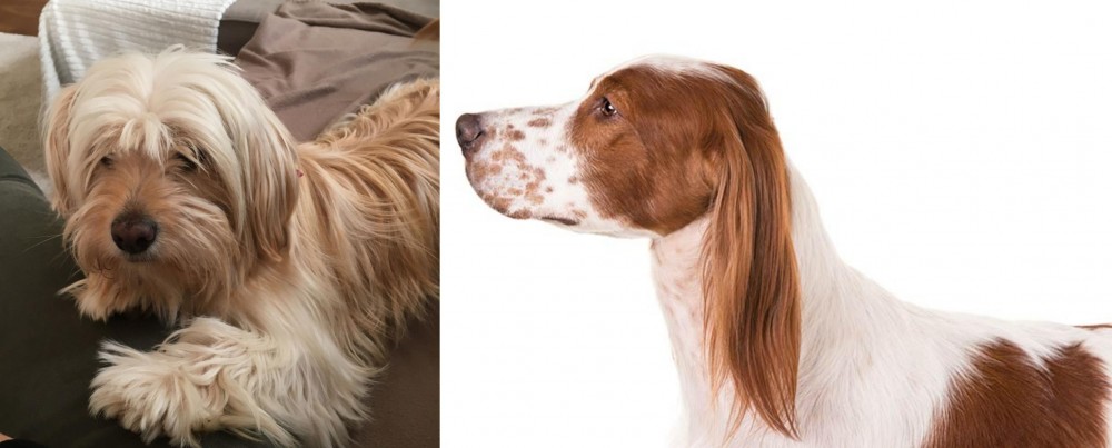 Irish Red and White Setter vs Cyprus Poodle - Breed Comparison