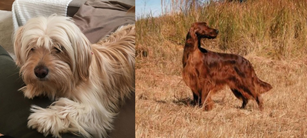 Irish Setter vs Cyprus Poodle - Breed Comparison