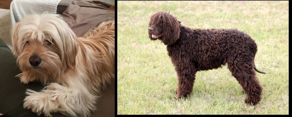 Irish Water Spaniel vs Cyprus Poodle - Breed Comparison