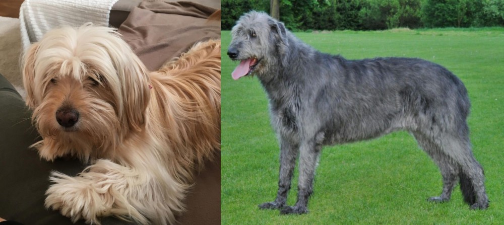 Irish Wolfhound vs Cyprus Poodle - Breed Comparison
