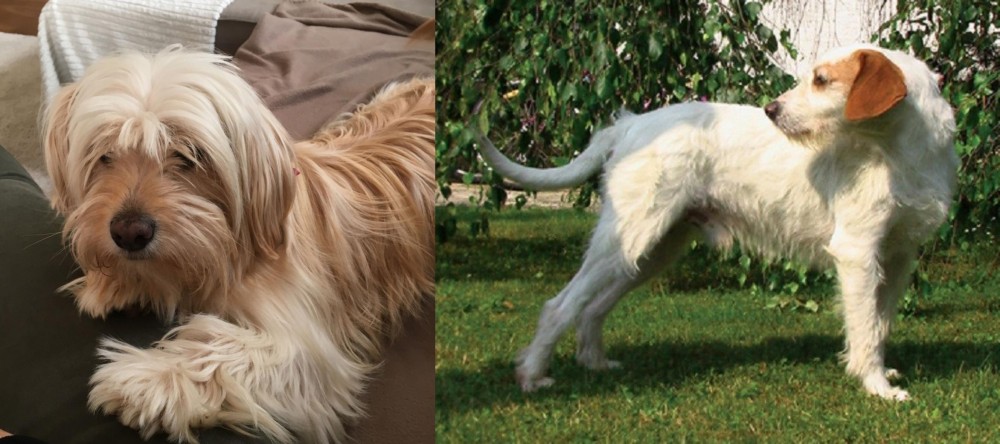 Istarski Ostrodlaki Gonic vs Cyprus Poodle - Breed Comparison
