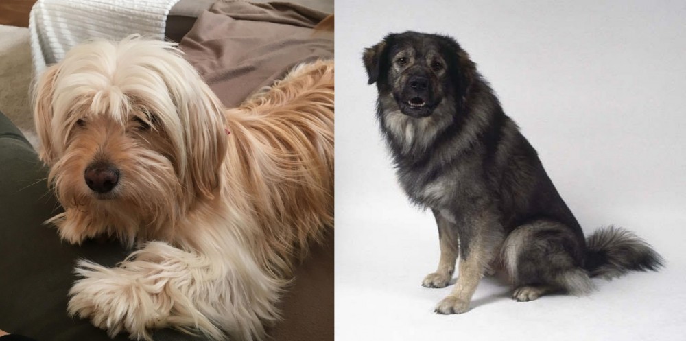 Istrian Sheepdog vs Cyprus Poodle - Breed Comparison