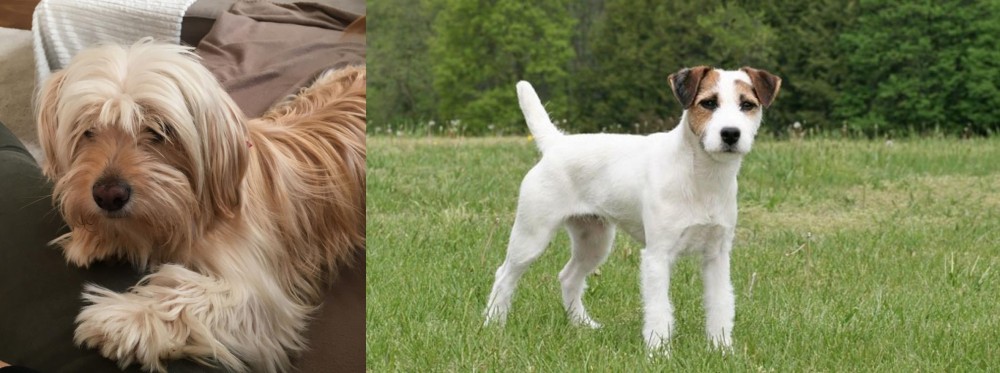 Jack Russell Terrier vs Cyprus Poodle - Breed Comparison