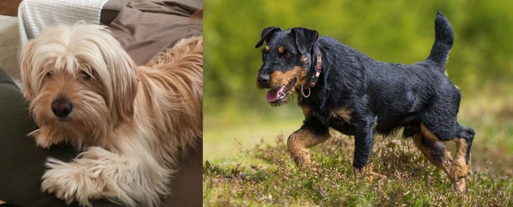 Jagdterrier vs Cyprus Poodle - Breed Comparison