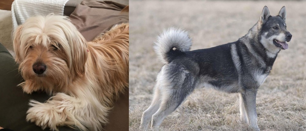 Jamthund vs Cyprus Poodle - Breed Comparison