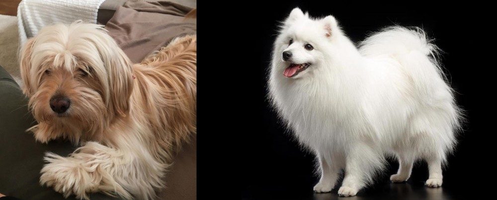 Japanese Spitz vs Cyprus Poodle - Breed Comparison