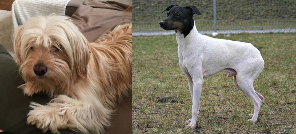 Japanese Terrier vs Cyprus Poodle - Breed Comparison