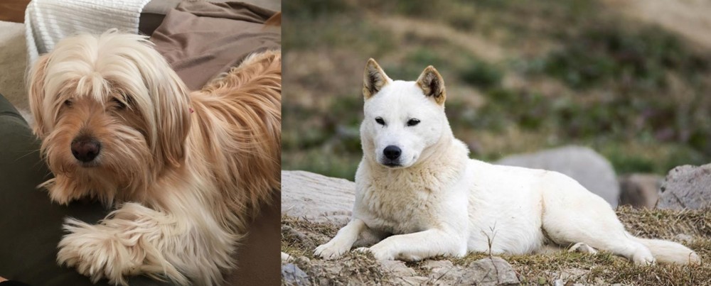 Jindo vs Cyprus Poodle - Breed Comparison