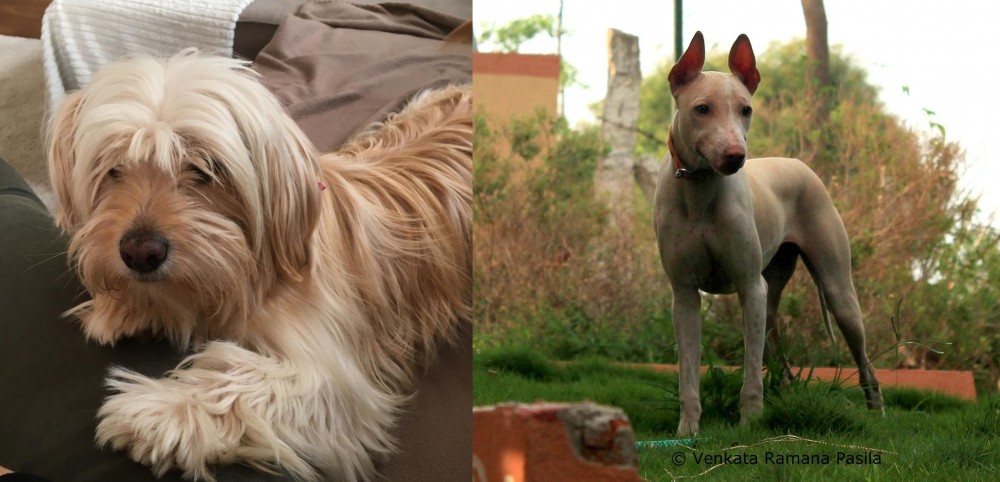 Jonangi vs Cyprus Poodle - Breed Comparison