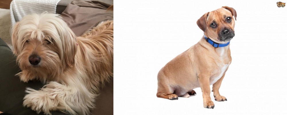 Jug vs Cyprus Poodle - Breed Comparison
