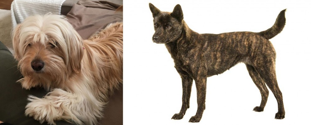 Kai Ken vs Cyprus Poodle - Breed Comparison