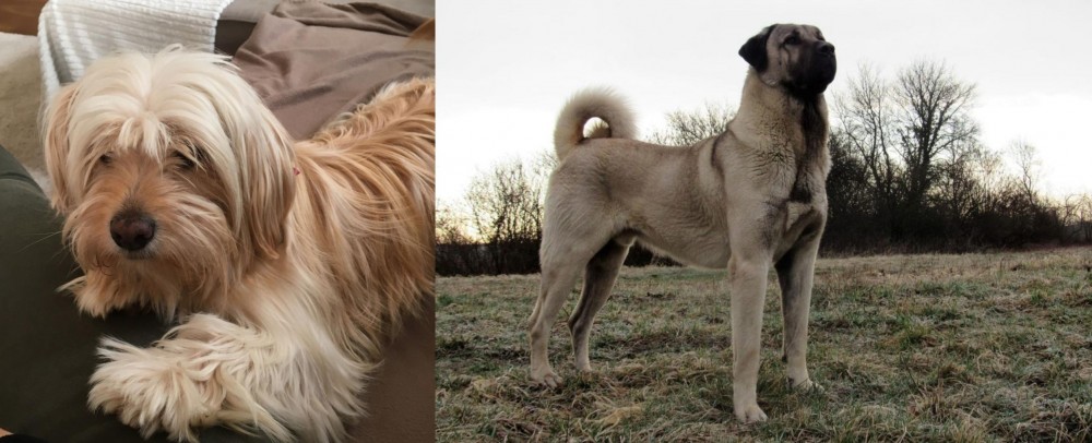Kangal Dog vs Cyprus Poodle - Breed Comparison