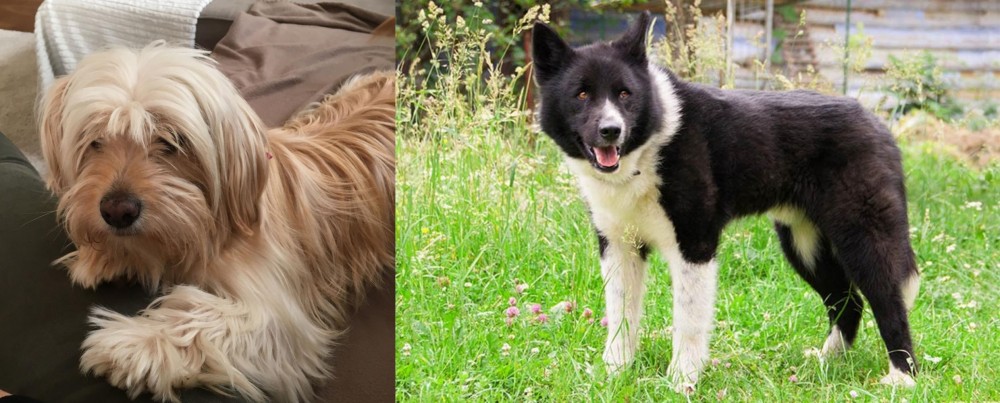 Karelian Bear Dog vs Cyprus Poodle - Breed Comparison