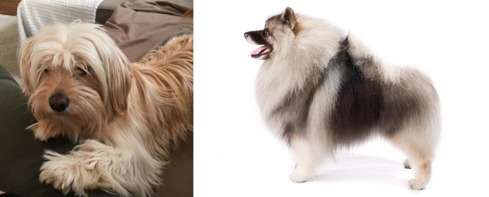Keeshond vs Cyprus Poodle - Breed Comparison