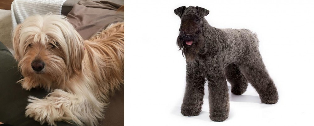 Kerry Blue Terrier vs Cyprus Poodle - Breed Comparison