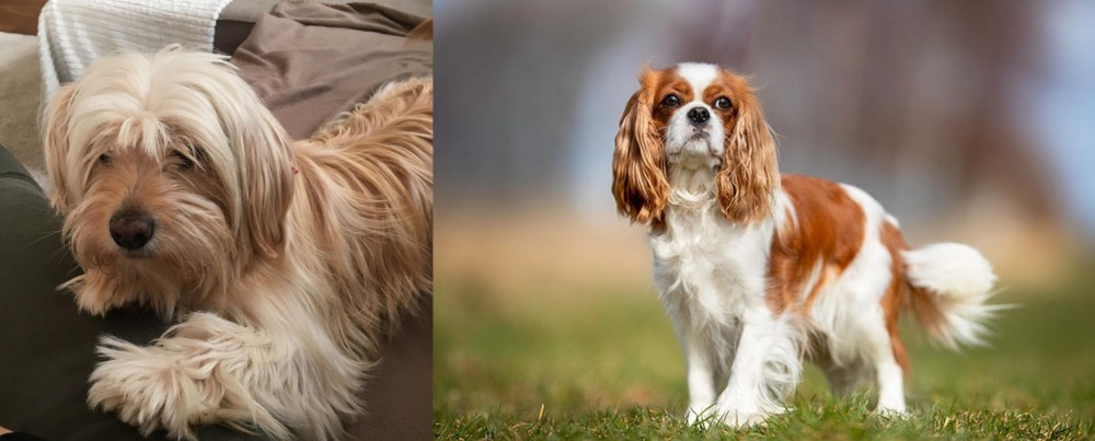 King Charles Spaniel vs Cyprus Poodle - Breed Comparison
