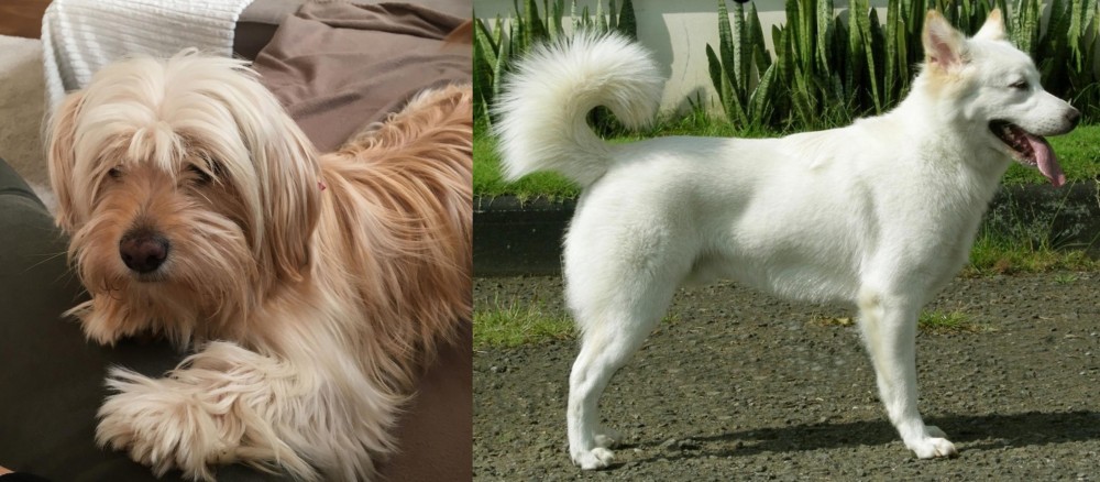 Kintamani vs Cyprus Poodle - Breed Comparison