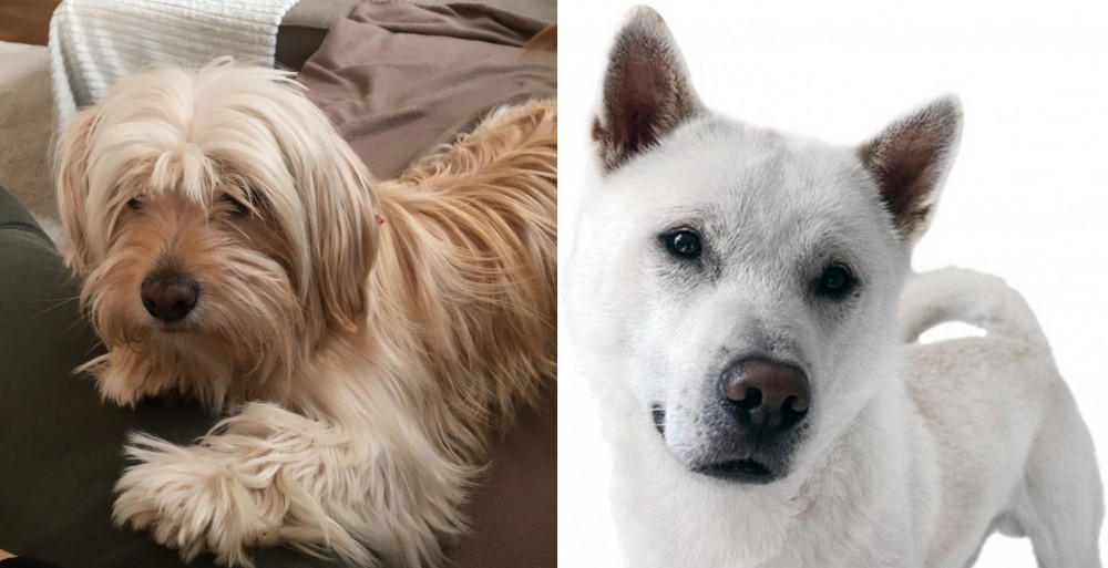 Kishu vs Cyprus Poodle - Breed Comparison