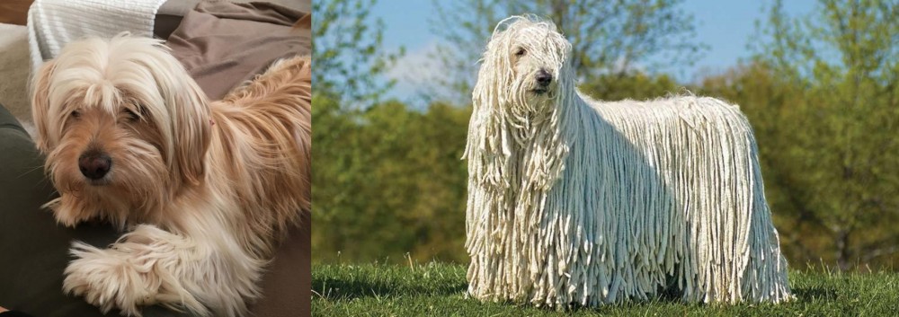 Komondor vs Cyprus Poodle - Breed Comparison