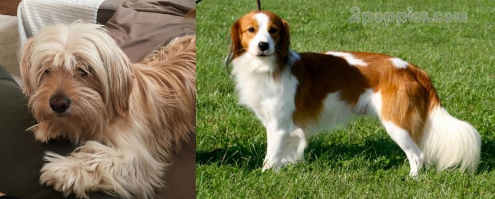 Kooikerhondje vs Cyprus Poodle - Breed Comparison