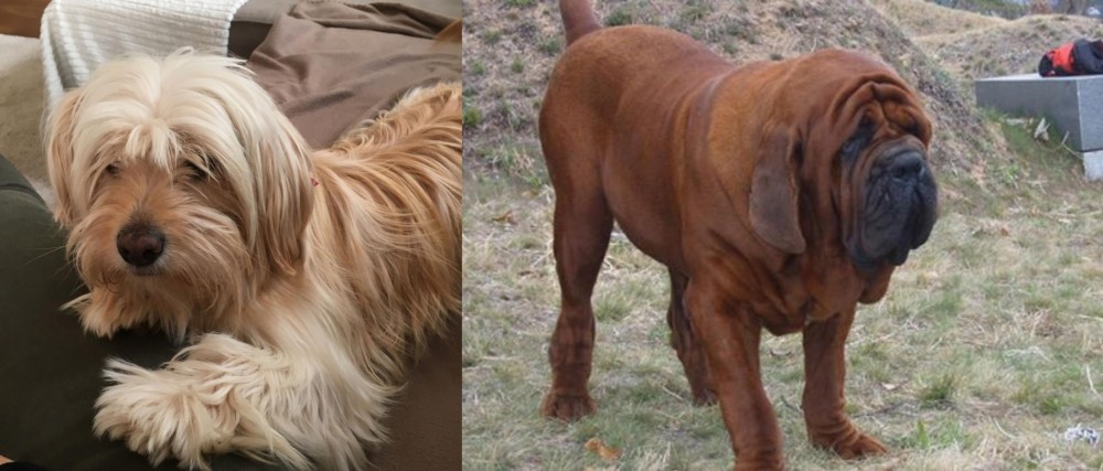 Korean Mastiff vs Cyprus Poodle - Breed Comparison