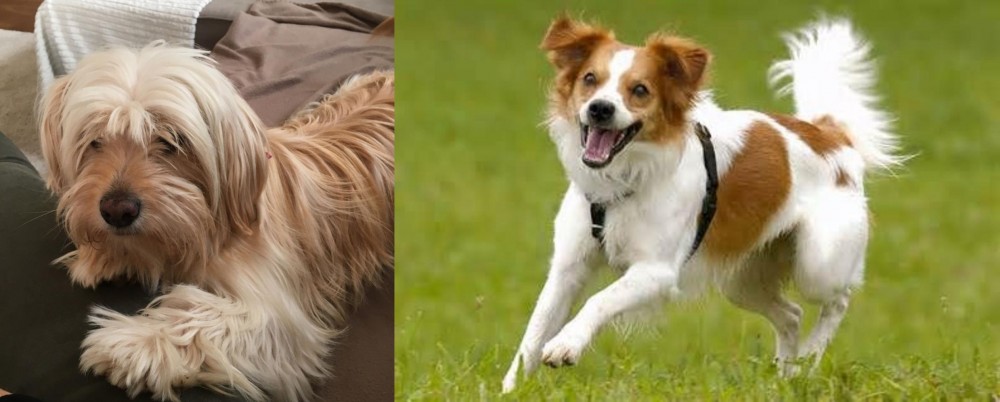 Kromfohrlander vs Cyprus Poodle - Breed Comparison