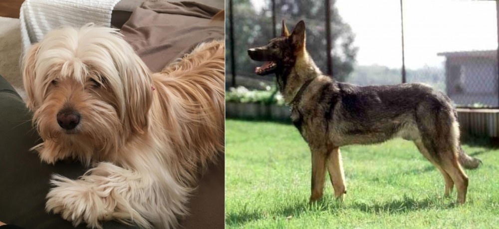 Kunming Dog vs Cyprus Poodle - Breed Comparison