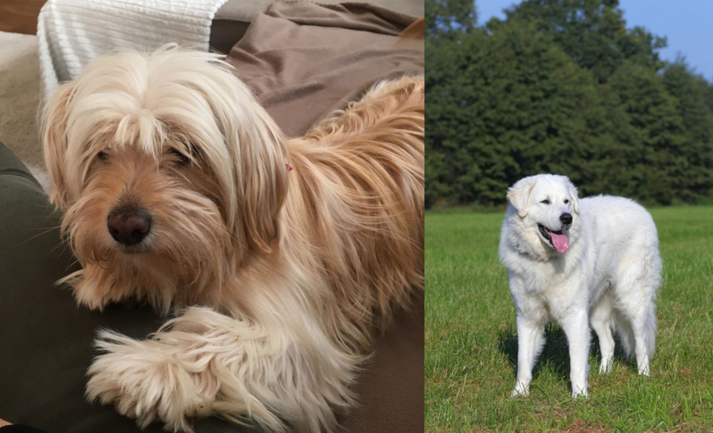 Kuvasz vs Cyprus Poodle - Breed Comparison