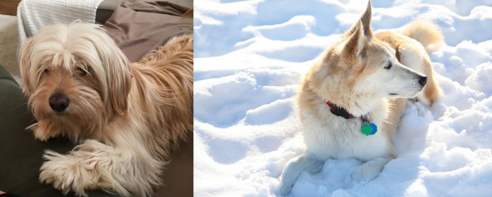 Labrador Husky vs Cyprus Poodle - Breed Comparison