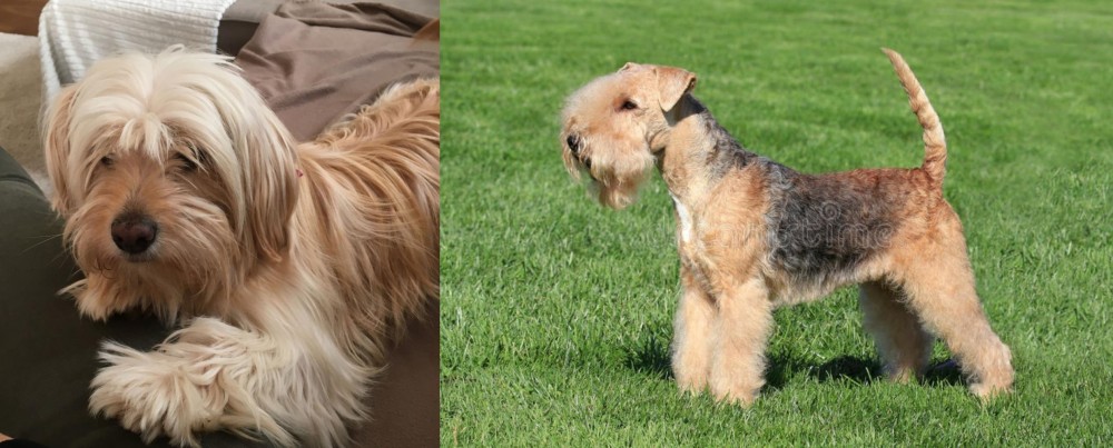 Lakeland Terrier vs Cyprus Poodle - Breed Comparison