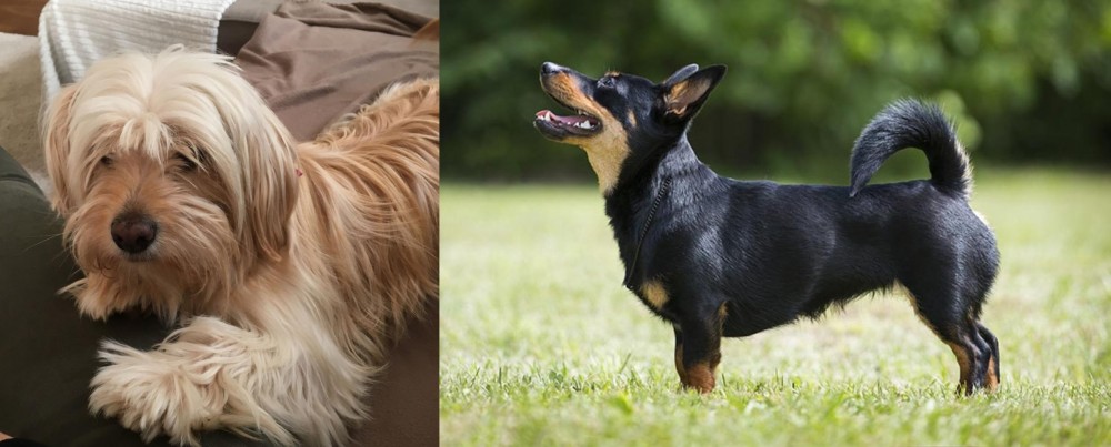 Lancashire Heeler vs Cyprus Poodle - Breed Comparison