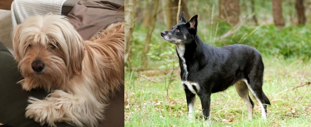 Lapponian Herder vs Cyprus Poodle - Breed Comparison