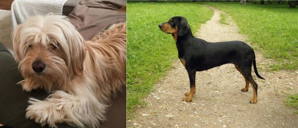 Latvian Hound vs Cyprus Poodle - Breed Comparison