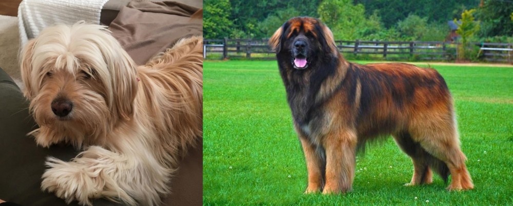 Leonberger vs Cyprus Poodle - Breed Comparison