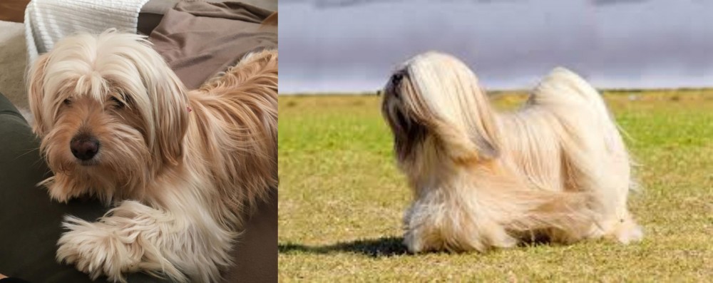 Lhasa Apso vs Cyprus Poodle - Breed Comparison