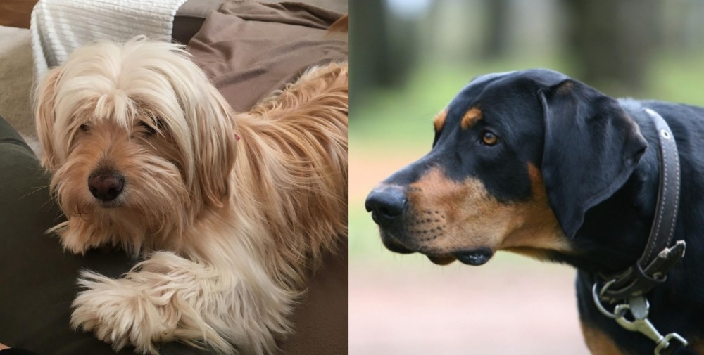 Lithuanian Hound vs Cyprus Poodle - Breed Comparison