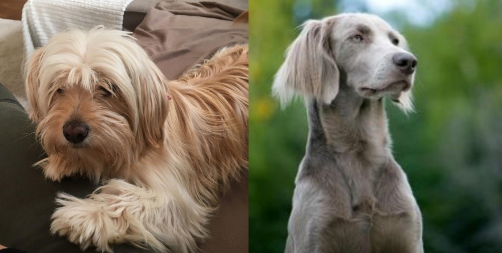 Longhaired Weimaraner vs Cyprus Poodle - Breed Comparison
