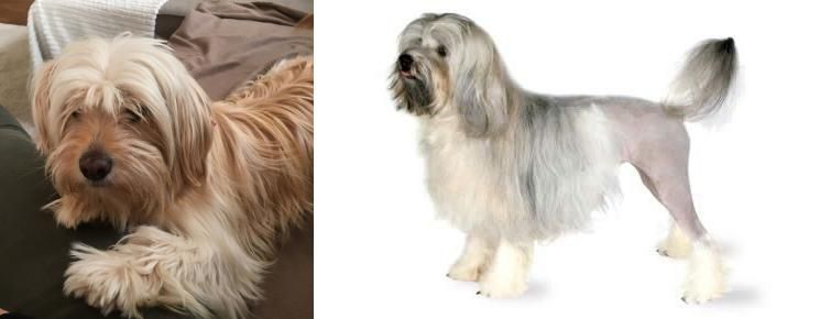 Lowchen vs Cyprus Poodle - Breed Comparison